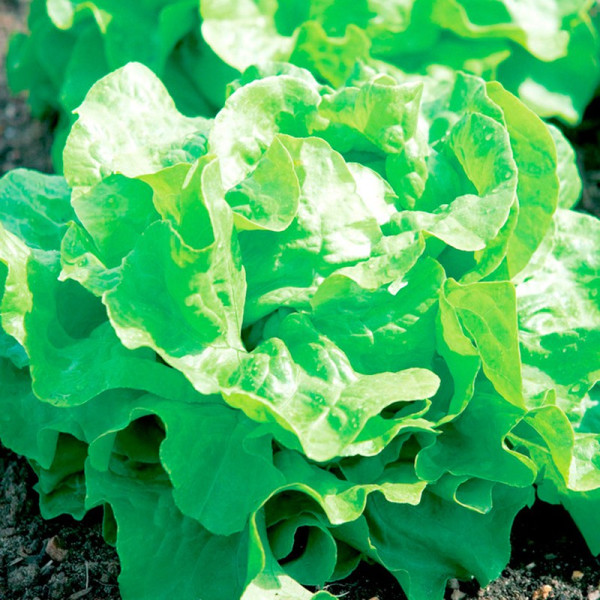 Buy Lettuce Seeds Buttercrunch Online - Green plants & flowering plants