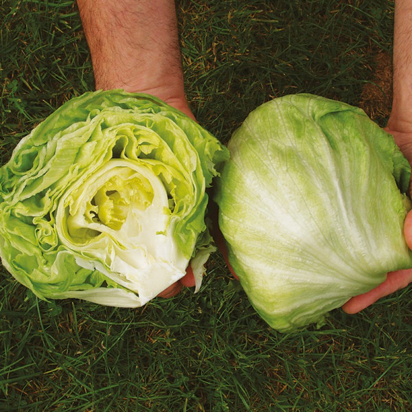 Buy Lettuce Seeds Robinson Online - Green plants & flowering plants