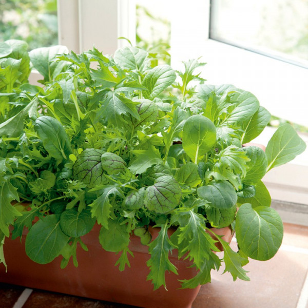 Buy Leaf Salad Seeds Spicy Oriental Mix Online - Green plants & flowering plants