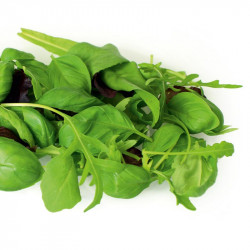 Leaf Salad Seeds Italian