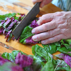 Leaf Salad Seeds Amaranth Superfood Salad Mix