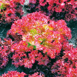 Lettuce Seeds Lollo Rossa