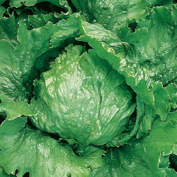 Lettuce Seeds Lakeland