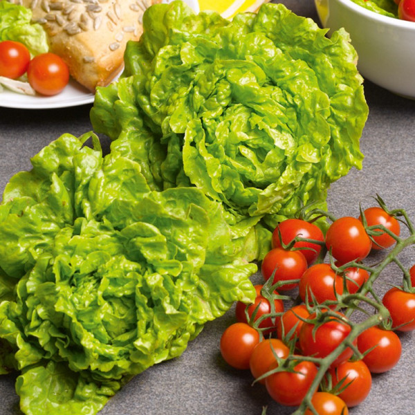 Buy Lettuce Seeds Tom Thumb Online - Green plants & flowering plants