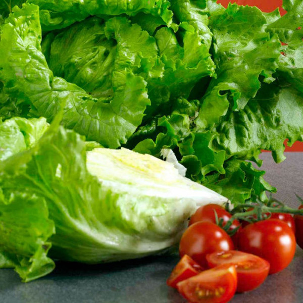 Buy Lettuce Seeds Webb's Wonderful Online - Green plants & flowering plants
