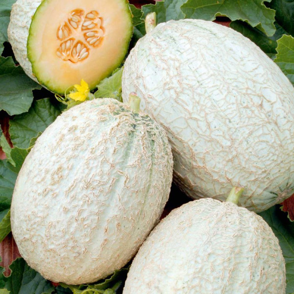 Buy Melon Seeds Emir F1 Online - Green plants & flowering plants
