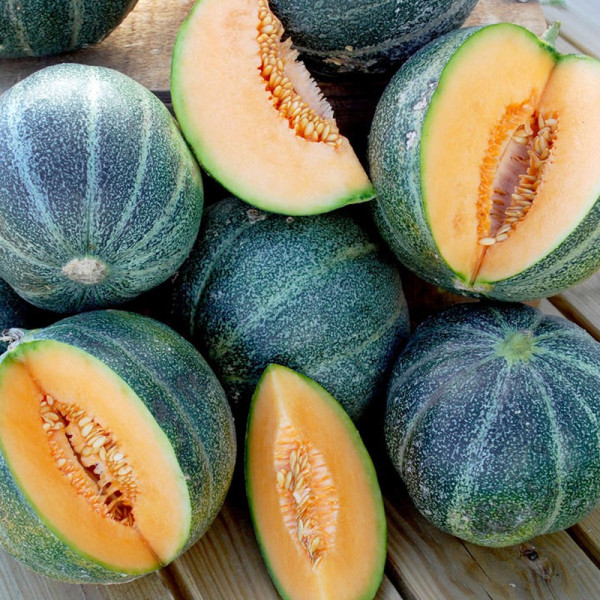 Buy Melon Seeds Petit Gris de Rennes Online - Green plants & flowering plants Buy Melon Seeds Petit Gris de Rennes Online - Green plants & flowering plants
