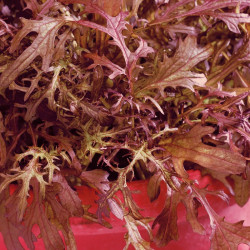 Leaf Salad Seeds Mustard Red Frills