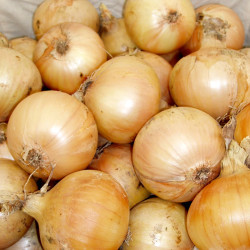 Onion Seeds Santero Improved Niz 37 82 F1