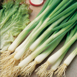 Onion Seeds White Lisbon