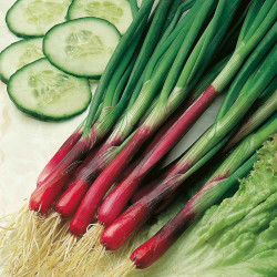 Onion (spring) Seeds Red & White Mix