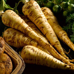 Parsnip Seeds Exhibition