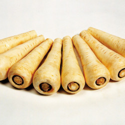 Parsnip Seeds Countess F1