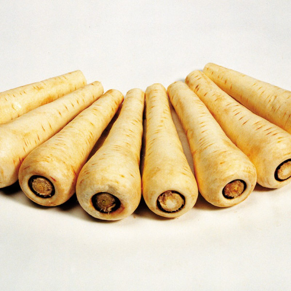 Buy Parsnip Seeds Countess F1 Online - Green plants & flowering plants