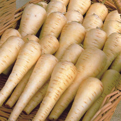Parsnip (non Organic) Seeds Albion F1