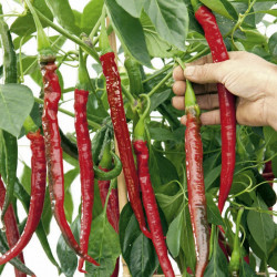 Pepper Chilli Seeds Joes Long F1