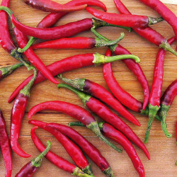 Pepper Chilli Seeds Ring O Fire