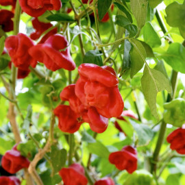 Chilli Pepper Seeds Bishops Crown