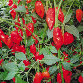 Pepper Chilli Seeds Paper Lantern