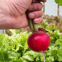 Radish Seeds Giant Butter
