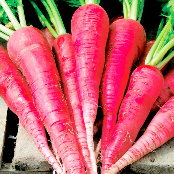 Buy Radish Seeds Long Scarlet Online - Green plants & flowering plants