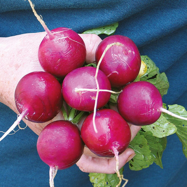 Buy Radish Seeds Amethyst Online - Green plants & flowering plants