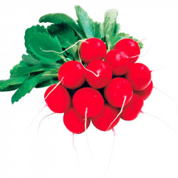 Radish Seeds Giro F1