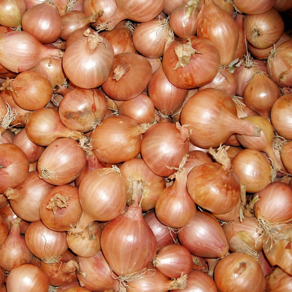 Buy Shallot Seeds Ambition F1 Online - Green plants & flowering plants