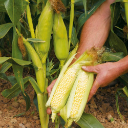 Sweet Corn Seeds Earlibird F1