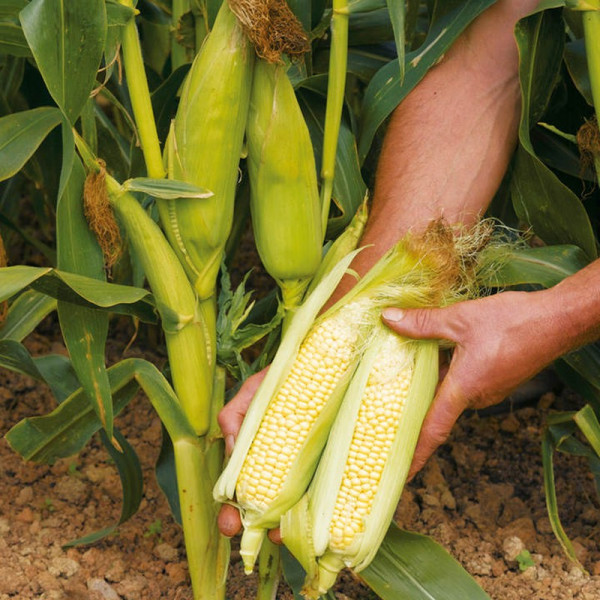Buy Sweet Corn Seeds Earlibird F1 Online - Green plants & flowering plants