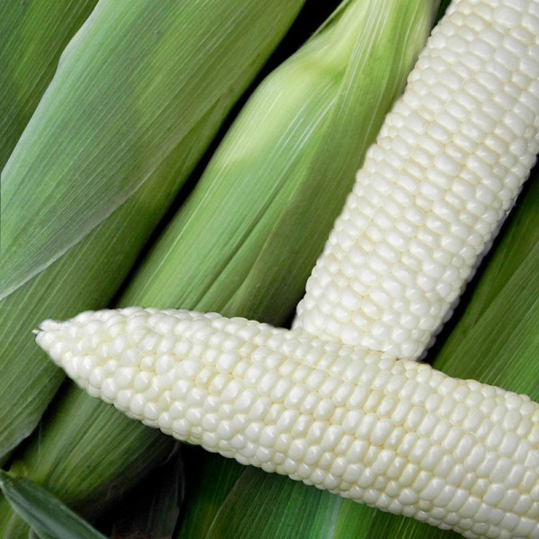 Buy Sweet Corn Seeds Illusion F1 Online - Green plants & flowering plants