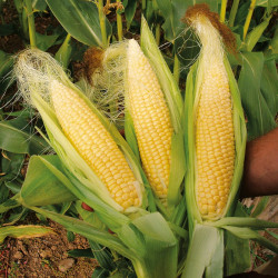 Sweet Corn Seeds Sweetie Pie F1
