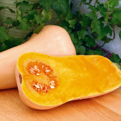 Squash Seeds Hunter F1