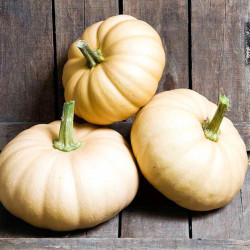 Squash Seeds Autumn Crown F1