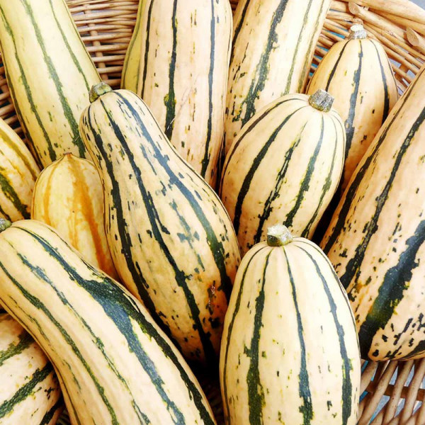 Buy Squash Seeds Honeyboat Online - Green plants & flowering plants