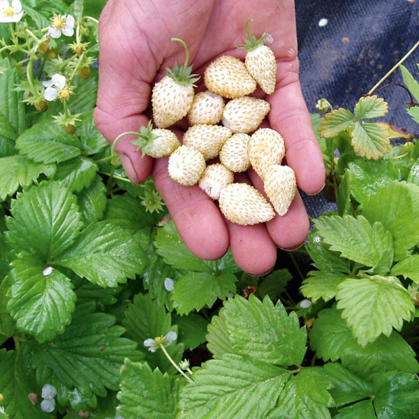 Buy Strawberry Seeds White Soul Online - Green plants & flowering plants Buy Strawberry Seeds White Soul Online - Green plants & flowering plants