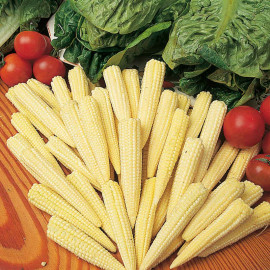 Sweet Corn Seeds Minipop F1