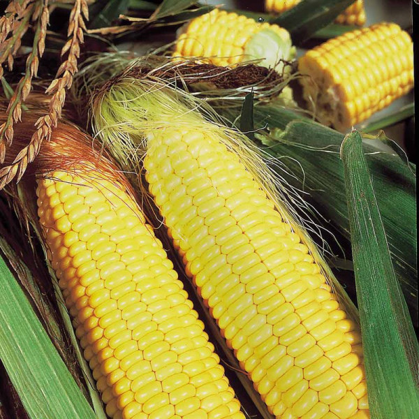 Buy Sweet Corn Seeds Sundance F1 Online - Green plants & flowering plants