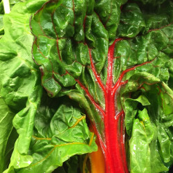 Spinach Beet Seeds Rhubarb Chard