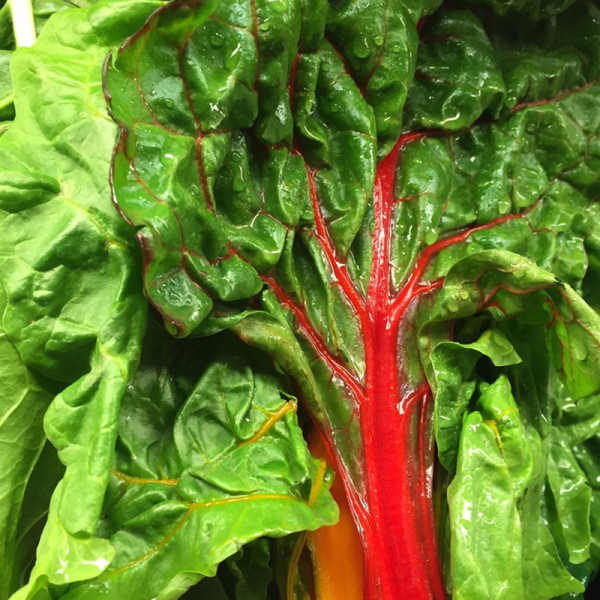 Buy Spinach Beet Seeds Rhubarb Chard Online - Green plants & flowering plants