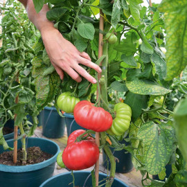 Tomato Seeds Crimson Blush F1