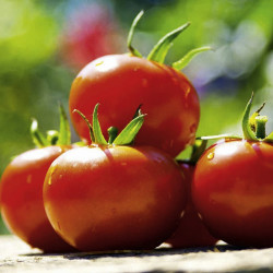 Tomato Seeds Cossack F1