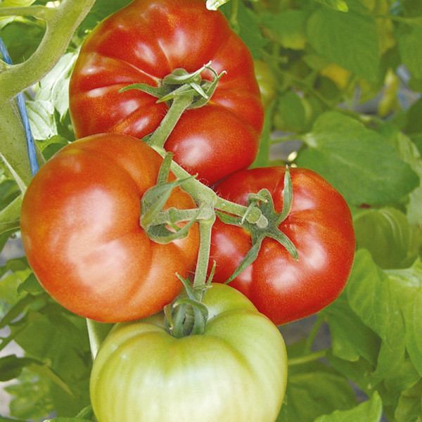 Buy Tomato Seeds Country Taste F1 Online - Green plants & flowering plants