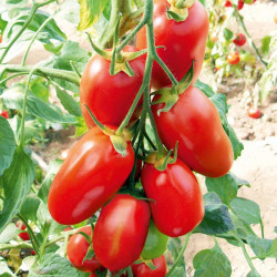 Tomato Seeds Giulietta F1