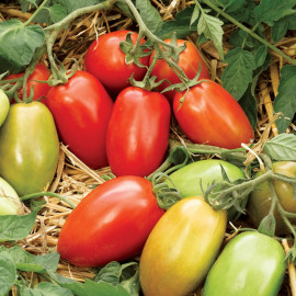 Tomato Seeds Incas F1