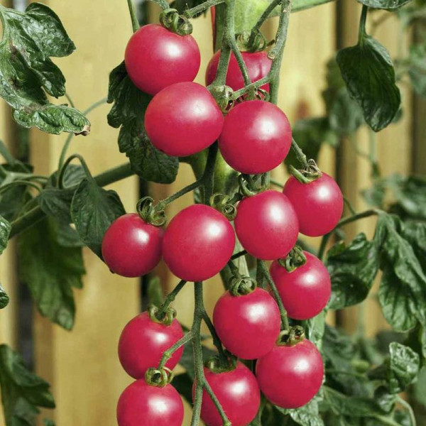 Buy Tomato Seeds Pink Baby Plum F1 Online - Green plants & flowering plants