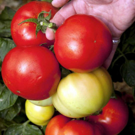 Tomato Seeds Big League F1