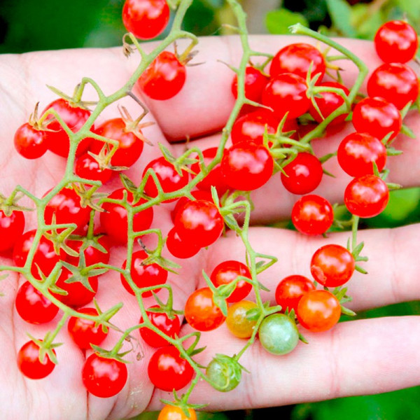 Buy Tomato Seeds Red Currant Online - Green plants & flowering plants Buy Tomato Seeds Red Currant Online - Green plants & flowering plants