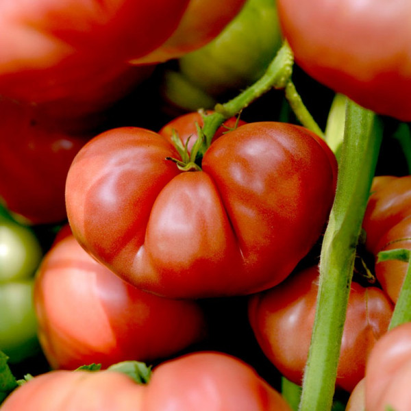 Buy Tomato Seeds Big Brandy Online - Green plants & flowering plants