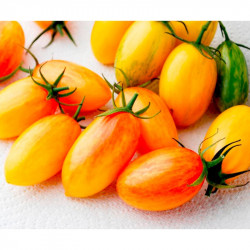 Tomato Artisan Seeds Blush Tiger